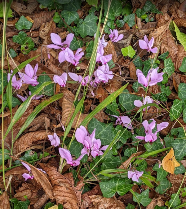 Autumn crocus in Whiteleaf Village